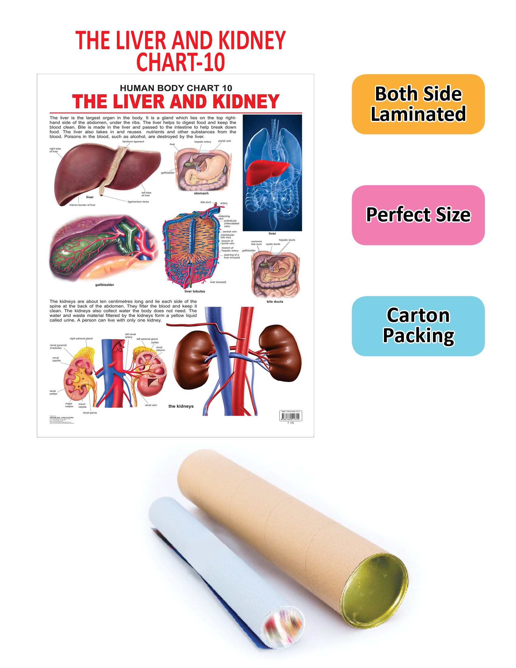 The Liver & Kidney - Image 2