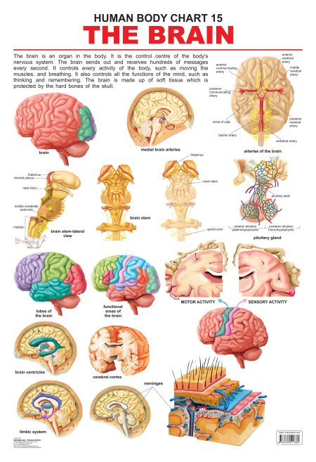 The Brain