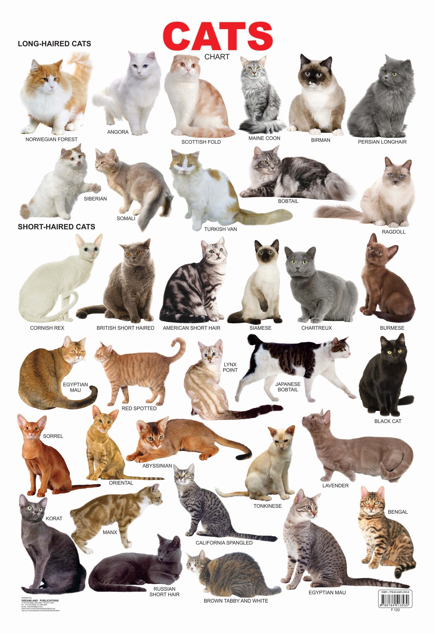 Cat Chart