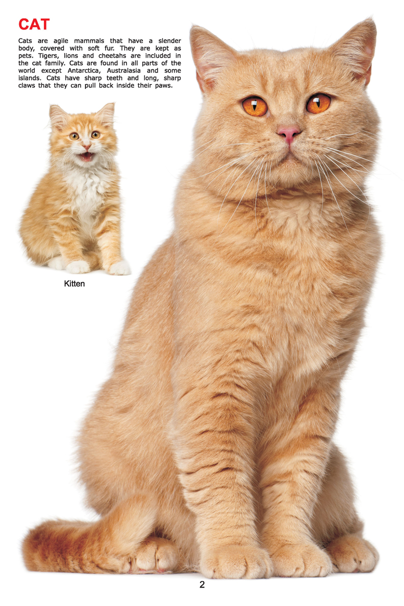 My Jumbo Book - ANIMAL - Image 2