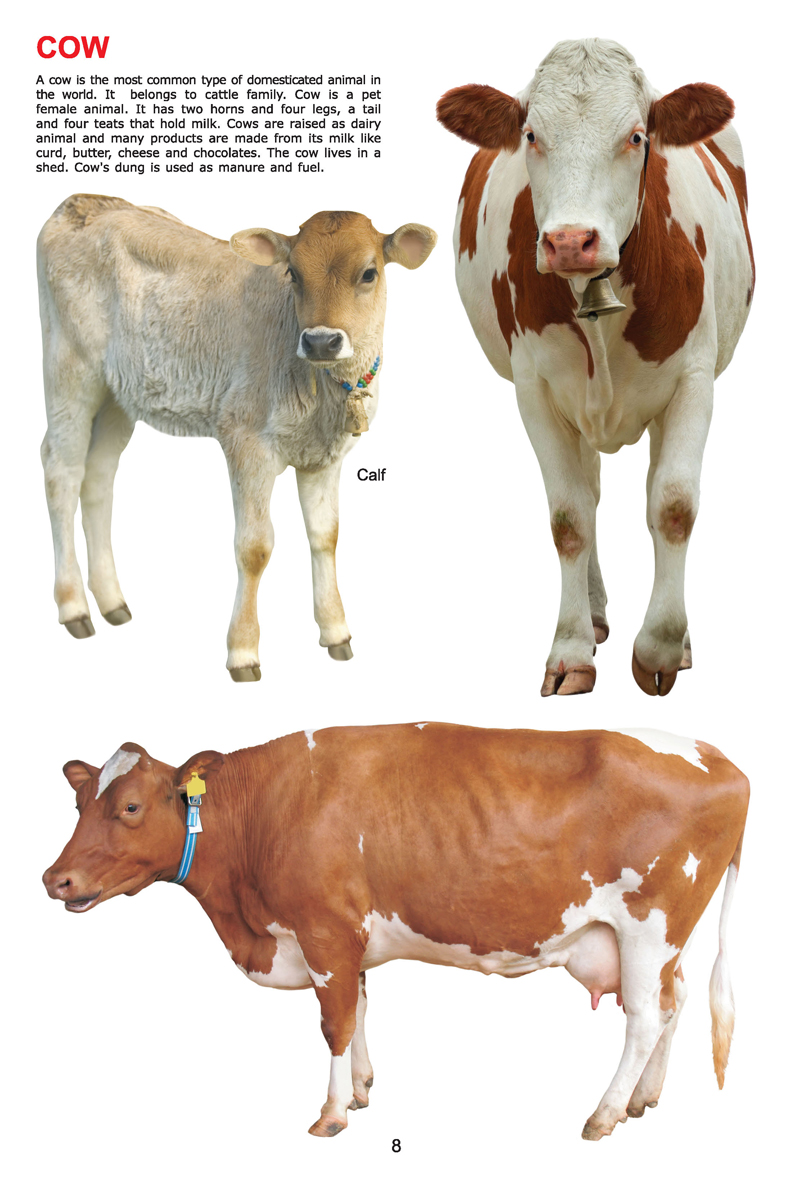 My Jumbo Book - ANIMAL - Image 3