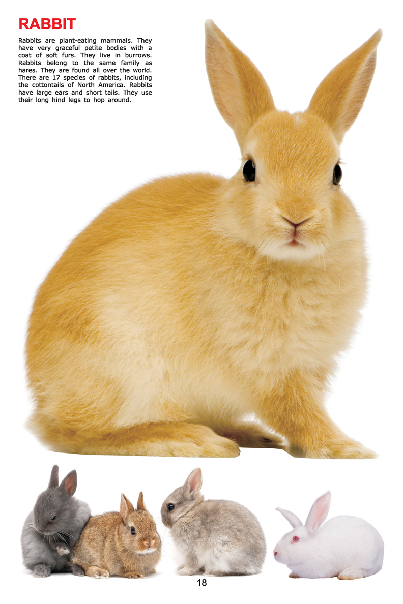 My Jumbo Book - ANIMAL - Image 4