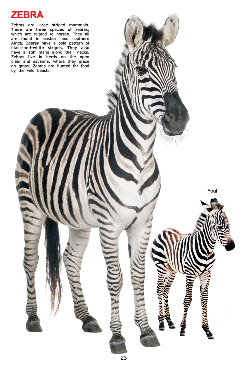 My Jumbo Book - ANIMAL - Image 5