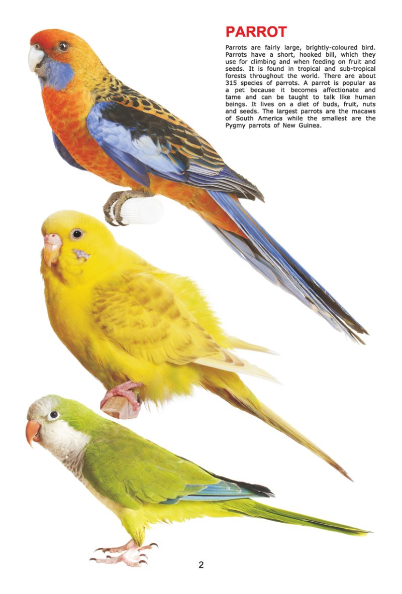 My Jumbo Book - BIRDS - Image 2