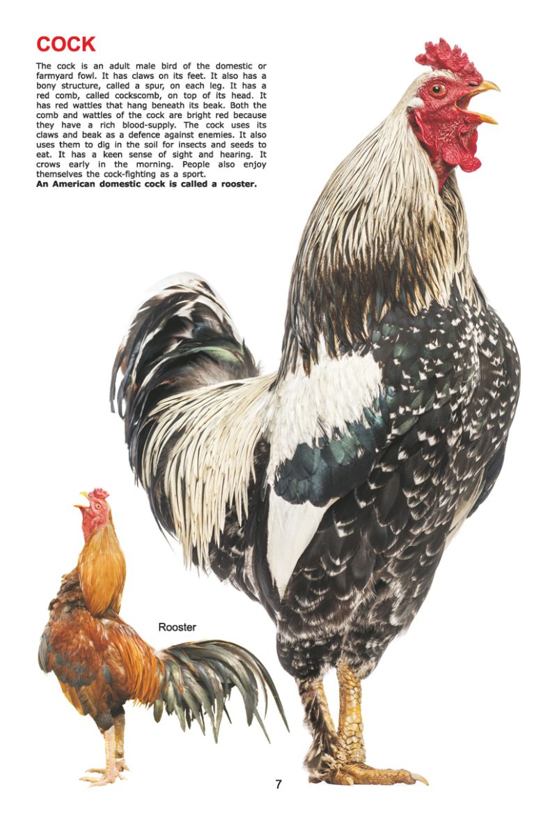 My Jumbo Book - BIRDS - Image 3
