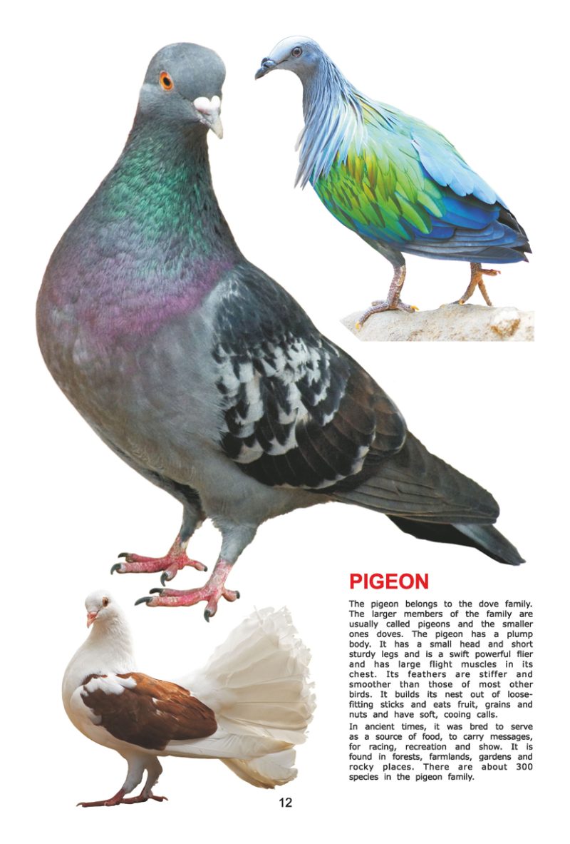 My Jumbo Book - BIRDS - Image 4