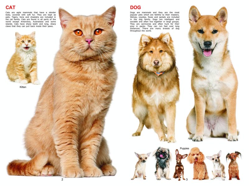 My Jumbo Book Series (5 Titles) - Image 3